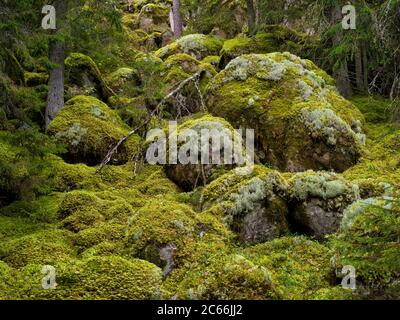 Europa, Svezia, Smaland, Norra Kvill National Park, massi di granito, pineta Foto Stock