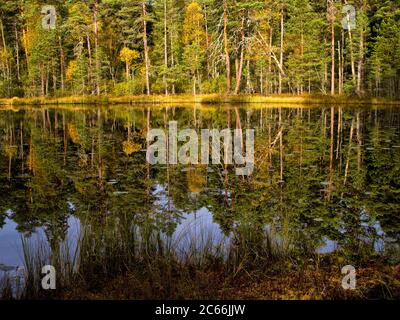 Europa, Svezia, Smaland, Norra Kvill National Park, tranquillo lago forestale, colori autunnali Foto Stock