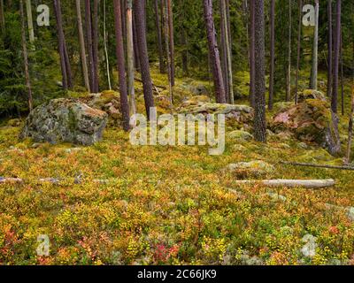 Europa, Svezia, Smaland, Parco Nazionale Norra Kvill, massi di granito nella pineta, colori autunnali Foto Stock