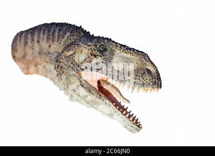 Restauro di un dinosauro Abelisauro (Abelisaurus comahuensis) isolato. Foto Stock