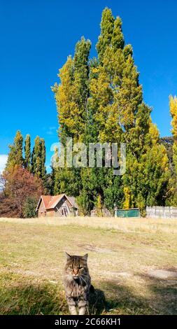 Gatto, seduta, casa di legno e grandi alberi sullo sfondo, Argentina Foto Stock