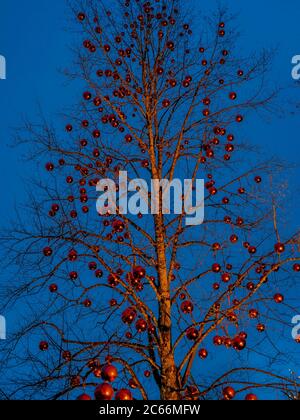 Albero con grandi palle rosse, Christkindlmarkt Schloss Hellbrunn, Hellbrunn Advent Magic, Salisburgo, Austria, Europa Foto Stock