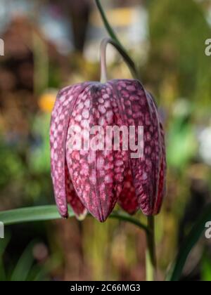 Fiore a scacchiera, fiore a scacchi, uovo da lappare (Fritillaria meleagris), Baviera, Germania, Europa Foto Stock