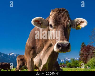 Mucca al pascolo, Allgäu bovini bruni, Bayerniederhofen, Allgäu, Baviera, Germania, Europa Foto Stock