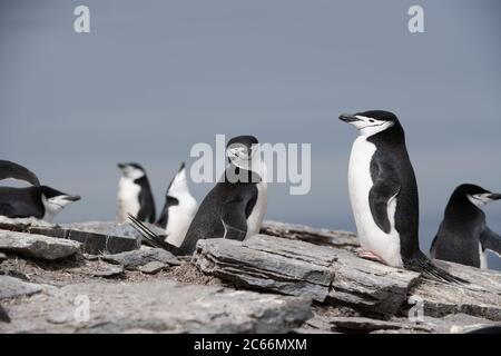 Chinstrap Pinguino (Pigoschelis antartide) sull'isola di Signy, Shetlands del Sud, Antartide Foto Stock