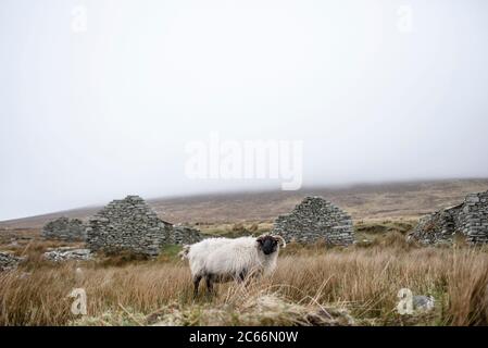 Paesaggio e rovine vicino a Galway, Irlanda Foto Stock