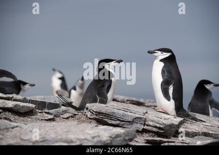 Chinstrap Pinguino (Pigoschelis antartide) sull'isola di Signy, Shetlands del Sud, Antartide Foto Stock