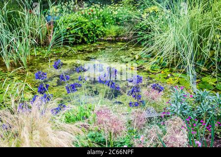 Un laghetto giardino, ideale per la fauna selvatica, circondato da una vegetazione lussureggiante. Foto Stock