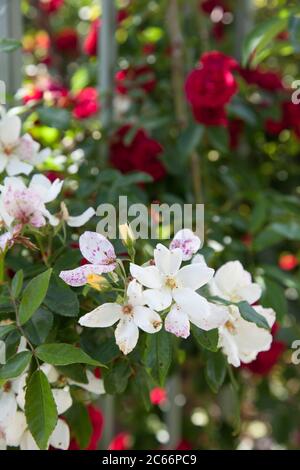 White Rambling Rose "Wedding Day", varietà di David Austin, fiori, primo piano, rosso rampicante rosa 'Chevy Chase' sfocato sullo sfondo Foto Stock