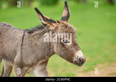 Asino, Equus asinus asinus, fale in un prato, primo piano, dettaglio Foto Stock