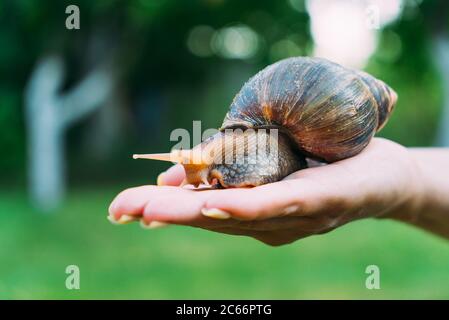 una mano umana tiene una lumaca nella palma in strada in estate. Akhatina ha un colore marrone e giallo. Foto Stock