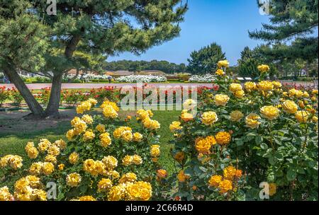 Il Giappone, nei pressi di mito per la città, Hitachi, parco giardino di rose Foto Stock