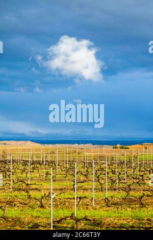 Paesaggio di vigneti a fine inverno nella regione dei vini Ribera del Duero in provincia di Valladolid in Spagna Europa Foto Stock