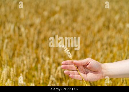 una mano di uomo tiene il gambo di grano sullo sfondo del campo in estate. Primo piano Foto Stock