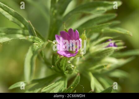 Geranio dissectum fiori rosa e foglie testurizzate Foto Stock