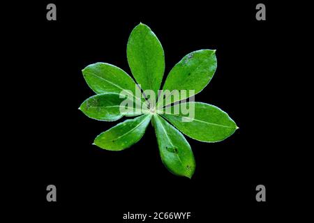 Foglia di Woodruff Foto Stock
