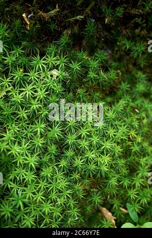 Polytrichum juniperinum muss primo piano Foto Stock