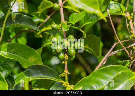 Chicchi di caffè verdi crudi, a Panama Foto Stock