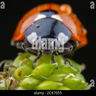 Pretty red ladybug prendendo posizione acrobat in un po' di verde foglia Foto Stock