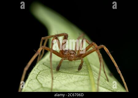 Phylodromidae Sp. spider maschio in posa sulla foglia verde Foto Stock