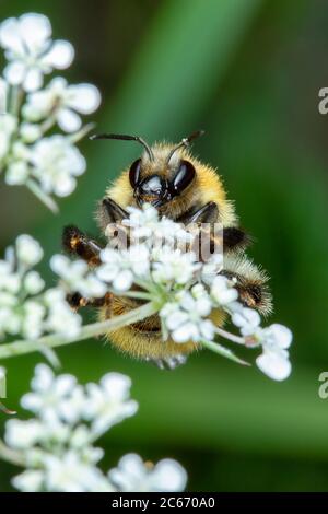 Poco miele delle api per raccogliere il polline su bellissimi fiori bianchi Foto Stock