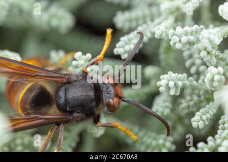 Real Asian wasp, chiamato anche Vespa velutina fotografia macro Foto Stock