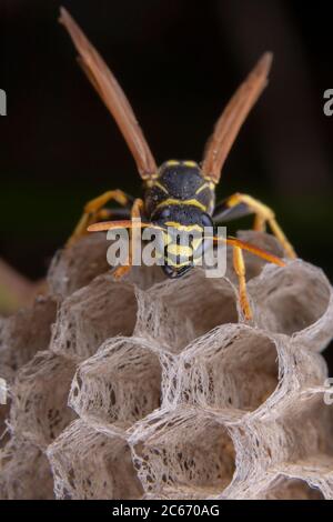 Wiorker femmina Polistes nympha wasp protegge il suo nido da attacchi Foto Stock