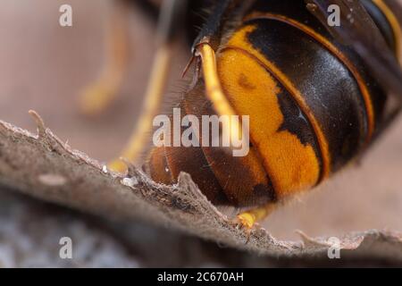 Real Asian wasp, chiamato anche Vespa velutina fotografia macro Foto Stock