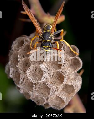 Wiorker femmina Polistes nympha wasp protegge il suo nido da attacchi Foto Stock