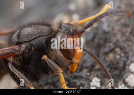 Real Asian wasp, chiamato anche Vespa velutina fotografia macro Foto Stock