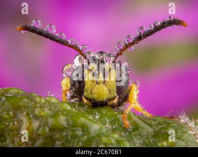 Poco volare in posa con poche gocce di pioggia sulla sua antennaes Foto Stock