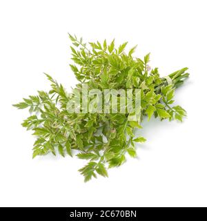 Bouquet di Oenantthe javanica Flamingo ramoscelli isolati su sfondo bianco Foto Stock