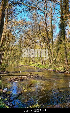 Alberi in acqua sul fiume. Warnow Durchbruchstal nel Meclemburgo-Pomerania anteriore. Germania Foto Stock