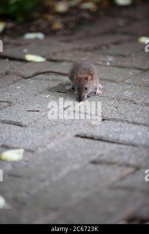 Ratto bruno giovanile (Rattus norvegicus) che si muove attraverso la pavimentazione di blocchi in un giardino posteriore di Londra. Inghilterra Regno Unito Foto Stock