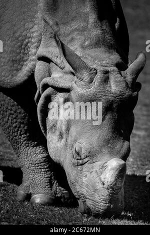 Mono, primo piano di un rinoceronte indiano (Rhinoceros unicornis) pascolo isolato all'aperto al West Midland Safari Park, Regno Unito. Foto Stock