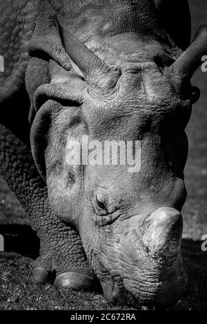 Monocromo, primo piano di rinoceronte indiano (rinoceronte unicornis) pascolo isolato all'aperto, West Midland Safari Park, Regno Unito. Foto Stock