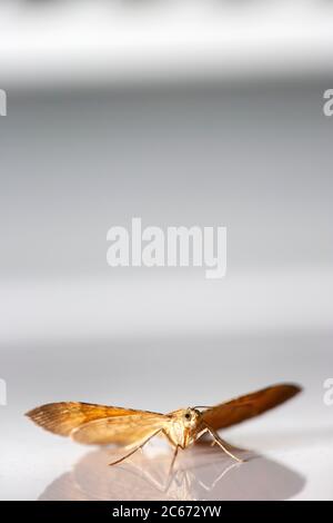 Conchiglia gialla, Camptogramma bilineata, falena appollaiata sulle piastrelle bianche dell'interno di un bagno. Londra, Inghilterra Regno Unito Foto Stock