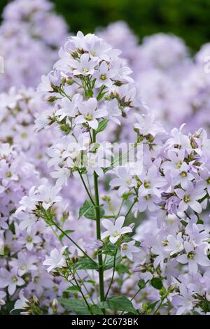 Campanula lactiflora 'Platinum', Lattea 'Platinum', latte-bianco 'platino', Campanula celtidifolia 'Platinum' in fiore Foto Stock