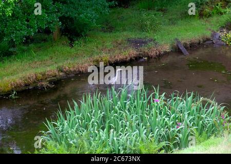 Airone grigio Ardea Cinerea in piedi che si alimenta in un giardino stagno con piante di iride d'acqua in estate luglio Carmarthenshire Galles UK KATHY DEWITT Foto Stock