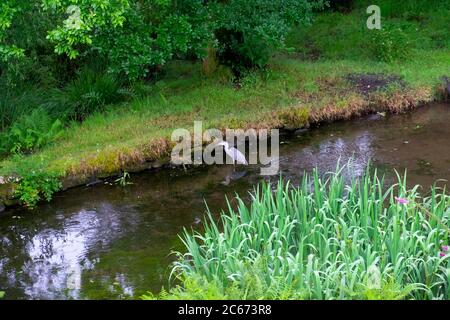 Ardea Cinerea uccello airone grigio in piedi alimentazione in un giardino stagno con piante di iride d'acqua in estate luglio Carmarthenshire Galles UK KATHY DEWITT Foto Stock