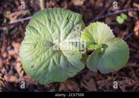 Butterbur gigante, teppo giapponese, Petasiti japonicus Foto Stock