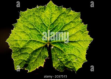 Butterbur gigante, teppo giapponese, Petasiti japonicus Foto Stock