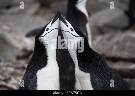 Un paio di Pinguini Chinstrap (Pigoschelis antartide) che si esibono su Signy Island, South Shetlands, Antartide Foto Stock