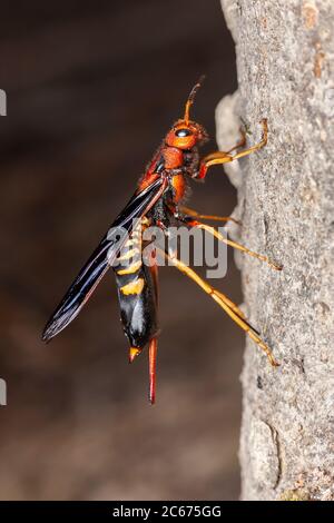 Un Tremex di piccione femminile (Tremex columba) esplora il lato di un albero per un luogo di ovisposit (uova di posa). Foto Stock