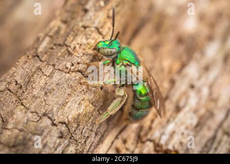 Ape sudore (Augocloropsis sp.) Del complesso della specie Augocloropsis metallica. Foto Stock