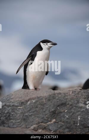 Chinstrap Pinguino (Pigoschelis antartide) sull'isola di Signy, Shetlands del Sud, Antartide Foto Stock