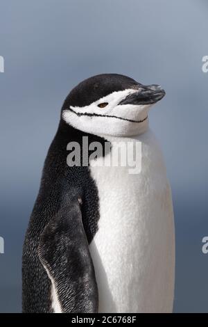 Chinstrap Pinguino (Pigoschelis antartide) sull'isola di Signy, Shetlands del Sud, Antartide Foto Stock