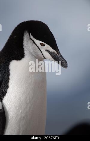 Chinstrap Pinguino (Pigoschelis antartide) sull'isola di Signy, Shetlands del Sud, Antartide Foto Stock