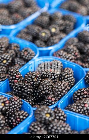 Contenitori di bacche nere fresche in un mercato agricolo Foto Stock