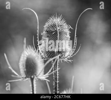 Primo piano in bianco e nero di Teasel retroilluminato con testa di fiore spiritosa e fiori viola Foto Stock